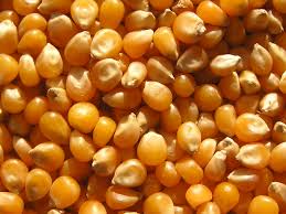 18-5-16 popcorn kernels