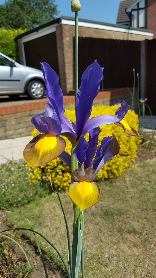 15-6-16 Iris purple - rejection post