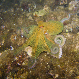 octopus energy